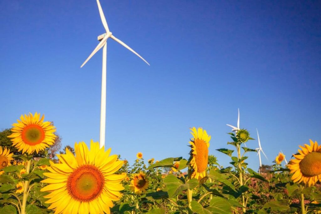 wind turbines, sunflowers in field with blue sky